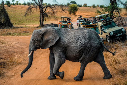 Elephant