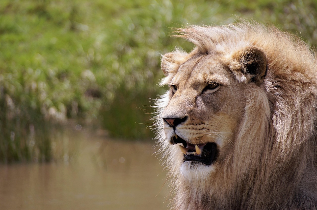 Lion in a National Park